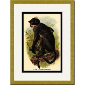   Gold Framed/Matted Print 17x23, White Crowned Mangabey