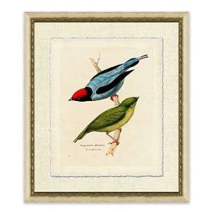  Long Tailed Manakin   Frontgate