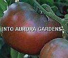 25 Black Krim Tomato Seeds Russian Organic Heirloom