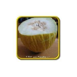  1/4 Lb   Melon Seeds   Golden Beauty Casaba Bulk 