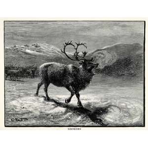  Engraving Reindeer Caribou Deer Arctic Specie Antlers Wild Animals 