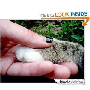 Pocket guide to finding a feline friend Tania Stone  