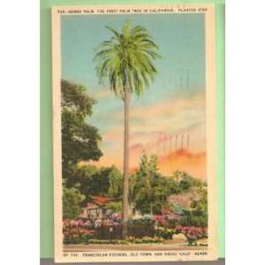   Serra Palm planted 1769 Old Town San Diego California 
