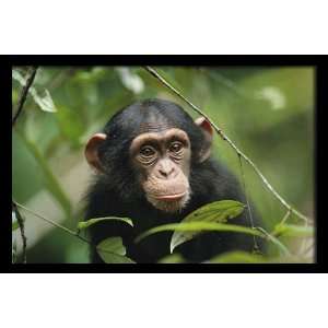 National Geographic, Young Chimpanzee, 20 x 30 Poster Print, Framed 