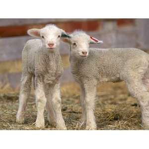  Pair of Commercial Targhee Lambs Premium Photographic 