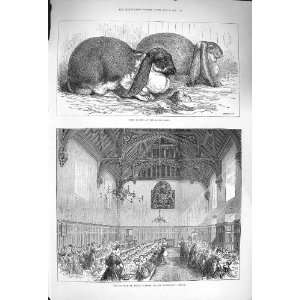  1875 Prize Rabbits Boston Show Orphan Asylum Beddington 