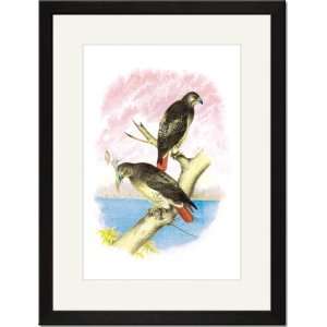  Black Framed/Matted Print 17x23, Red Tailed Hawks