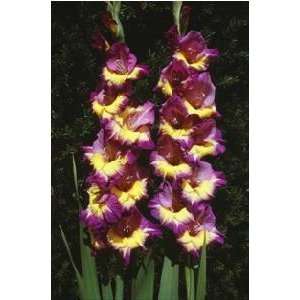  Gladiola Saturn 12 14 cm. 750 pack Patio, Lawn & Garden