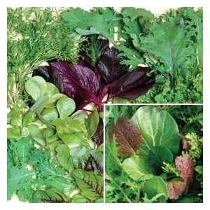  Niche Salad Leaf Seed Collection Patio, Lawn & Garden