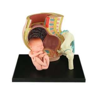  26060 Visible Pregnancy Pelvis Anatomy Kit Toys & Games