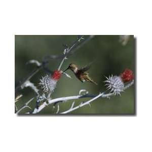  Rufous Hummingbird Mendocino National Forest California 