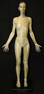 Full Body Ecorche Female Muscle Medical Art Model  