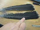 Oscillatet Turkey   Tail Feathers