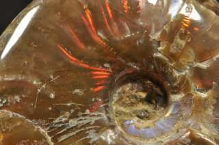   madagascar ammonite dimensions 42 x 34 x 13 mm weight 23 grams