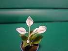 Dollhouse Miniatures flowers in pot plant Calla Lily Iris daisy rose 