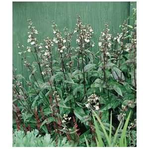  Penstemon   Bearded Tongue   Husker Red Patio, Lawn 