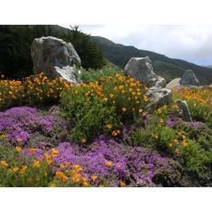  Big Sur Spring Color HUGE Art Photo by By Michael 