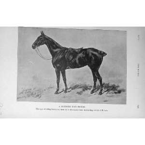    1916 Antique Print Modern War Riding Horse BailyS