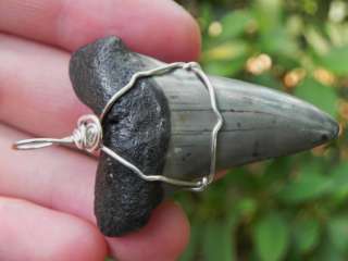 Wire Wrapped Extinct Mako Shark Tooth NICE GRAY TOOTH  