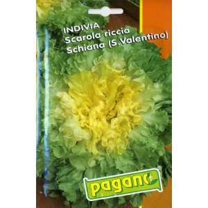  Pagano 1410 Endive Scarola Curled Schiana Seed Packet 