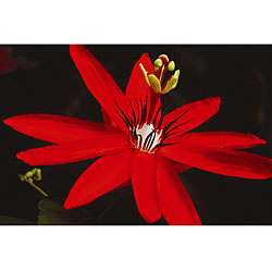 Clay Perry Red Flower Canvas Art  