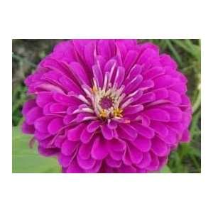  30 Purple Prince Zinnia Seeds Patio, Lawn & Garden