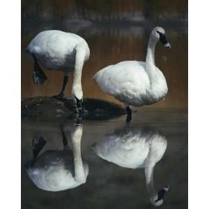  National Geographic, Trumpeter Swans, 8 x 10 Poster Print 