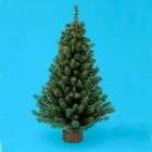 DDI 18 Mini Pine Christmas Tree(Pack of 72)