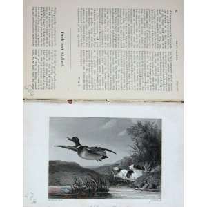  1891 Mallard Duck Hunting Hounds Country Sports BailyS 