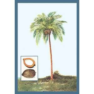  Exclusive By Buyenlarge Coconut 12x18 Giclee on canvas 
