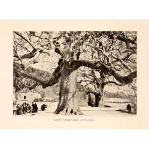   Branch Italy Holbach Tree   Original Halftone Print