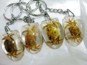 wholesale 8pcs natural real crab amber rare key chain  