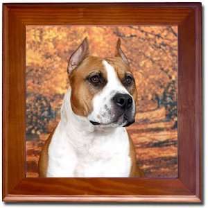 American Staffordshire Terrier Tile   Framed