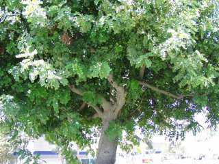 CAROB TREE Ceratonia Siliqua   5+EXTRA seeds. FAST GROWER  