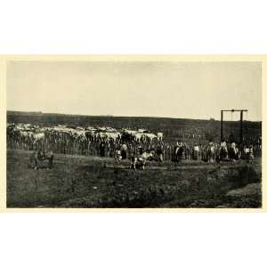 1906 Print Estancia Cows South America Chajari Argentine 