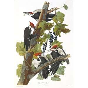Audubons Birds of America 111 Pileated Woodpecker (Limited Edition 
