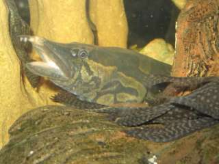 großer schöner Stachelaal ca. 40 cm in Bayern   Mengkofen  Fische 