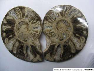 TOP Ammoniten,Ammonitenpaar,ca.10 cm,Fossilien,Mineralien,Edelstein 