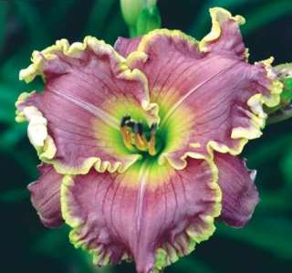TAHOE   DF   L5I   Stamile 2004   DAYLILY  