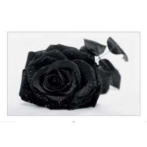 Black & White   Schwarze Rose   Poster schwarz weiss Foto schwarze 