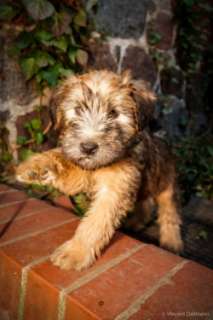 Wunderschöne Wheaten Terrier Welpen in Brandenburg   Neuruppin 