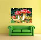 amanita muscaria mushroom trippy giant poster x2968 location united 