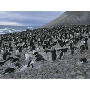 Adelie Penguin Rookery on Paulet Island, Hundreds of Thousands of 