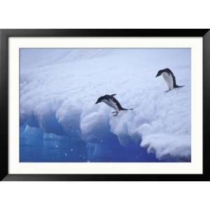 Adelie Penguins Dive from an Iceberg, Antarctica Collections Framed 