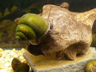 LIVE TRAPDOOR SNAILS ~ koi pond fish tank aquarium  