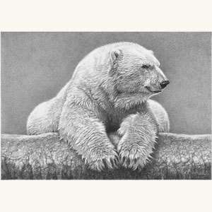 Wildlife Art Pencil Drawing Sketch Signed Print Picture B/W White Ice 