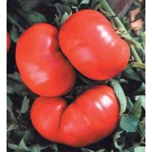  Beefsteak Tomato 48 Plants   Popular Slicer Patio, Lawn 