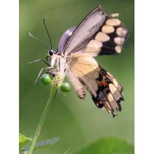 Butterfly Perches on the Stem of a Lantana Flower Animal 