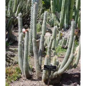   Cleistocactus Tarijensis Cactus Seeds   20 Seeds Patio, Lawn & Garden