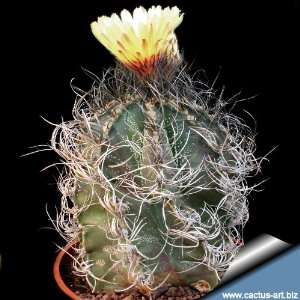   Astrophytum Capricorne Cactus Seeds   20 Seeds Patio, Lawn & Garden